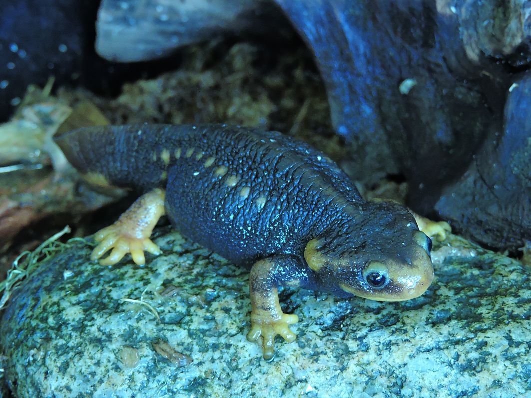 Samiec traszki krokodylowej (Tylototriton verrucosus). Fot. Józef Różański  