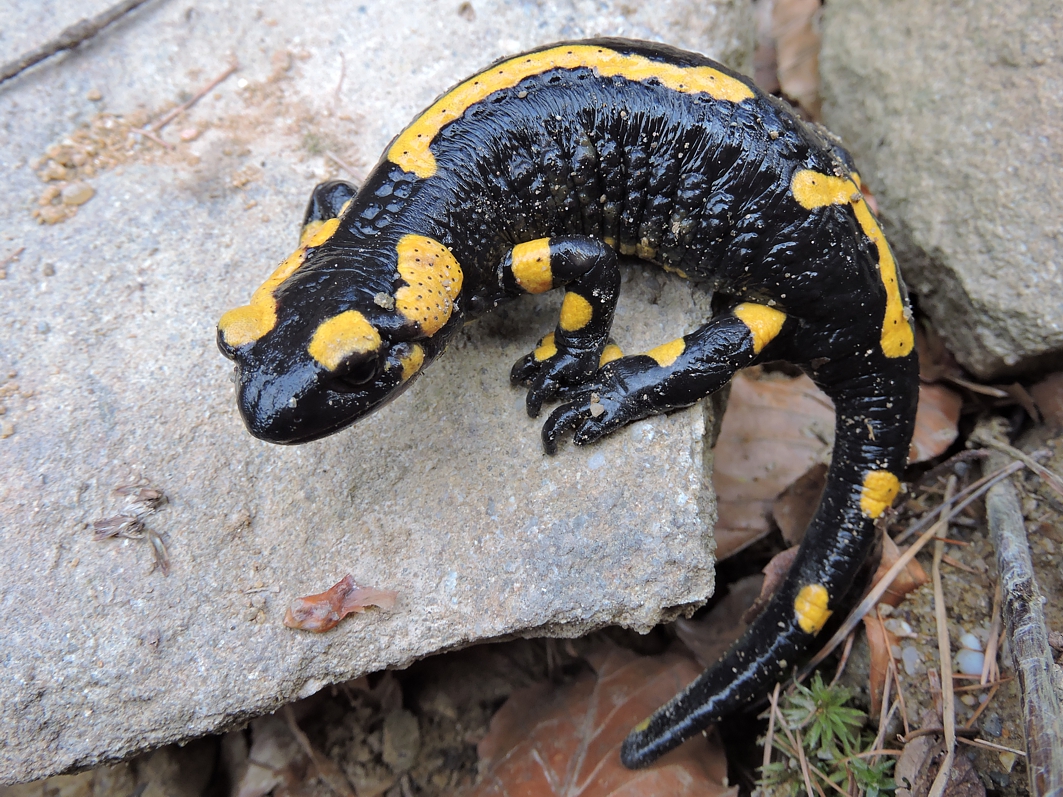 Samiec salamandry plamistej (Salamandra salamandra). Fot. Józef Różański 