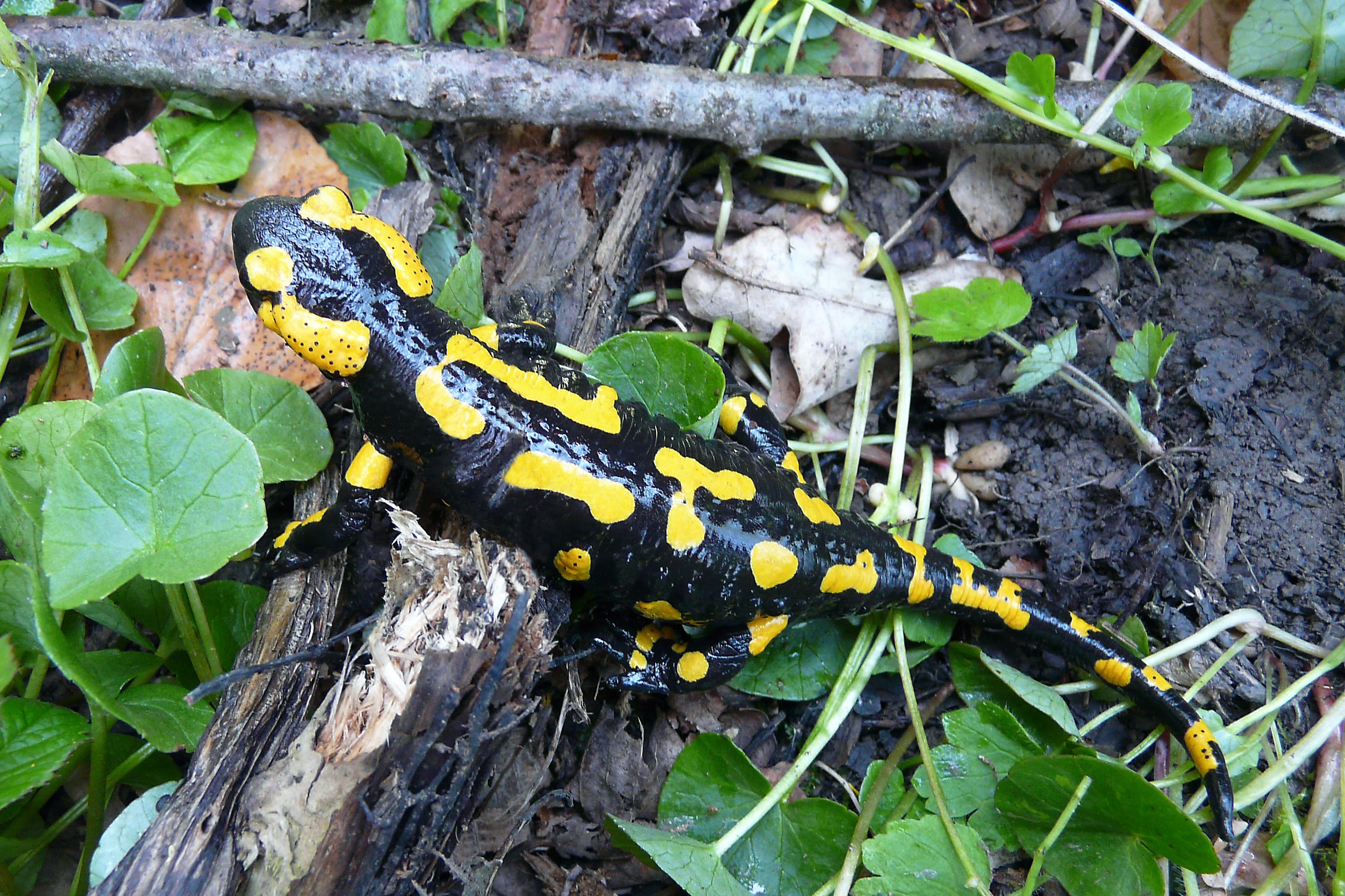 salamandra plamista