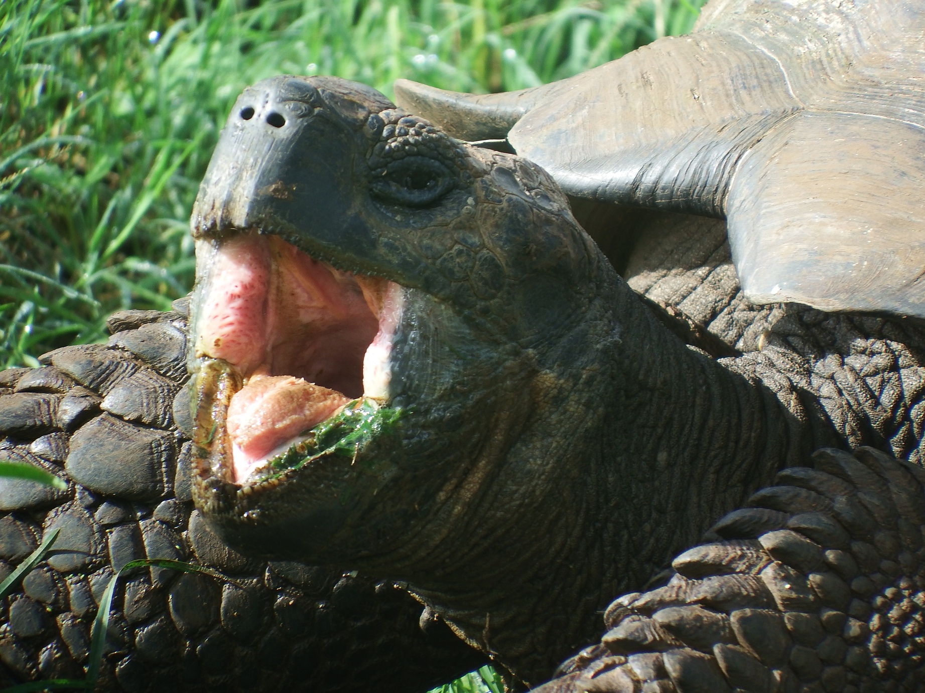 Żółw słoniowy z Galapagos