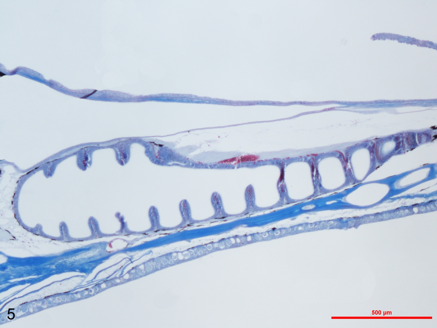 Przekrój przez fragment kanału węchowego u długonosa ciernistego Macrognathus aculeatus. Widoczne blaszki rozety węchowej.