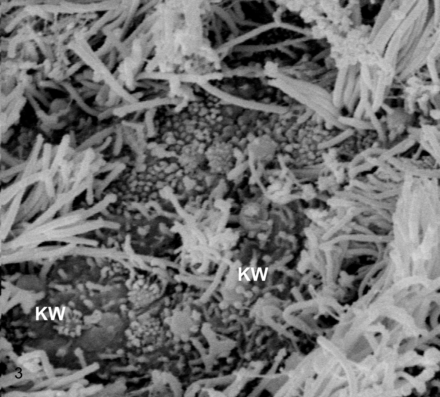 Fragment nabłonka węchowego z widocznymi komórkami węchowymi (KW) u kiryska spiżowego Corydoras aeneus. 