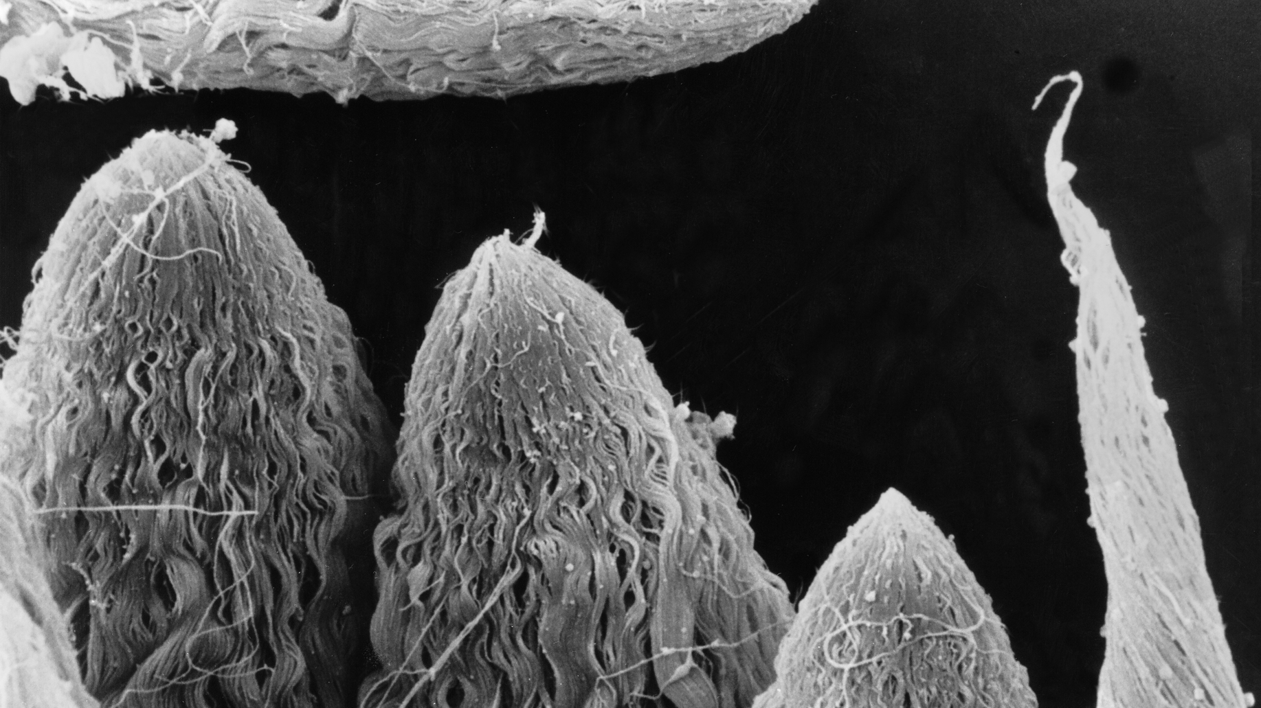 Dwa bieguny szczytowych partii spermatozeugm utworzonych przez główki lub witki u Xenurobrycon macropus. Mikroskop elektronowy skaningowy