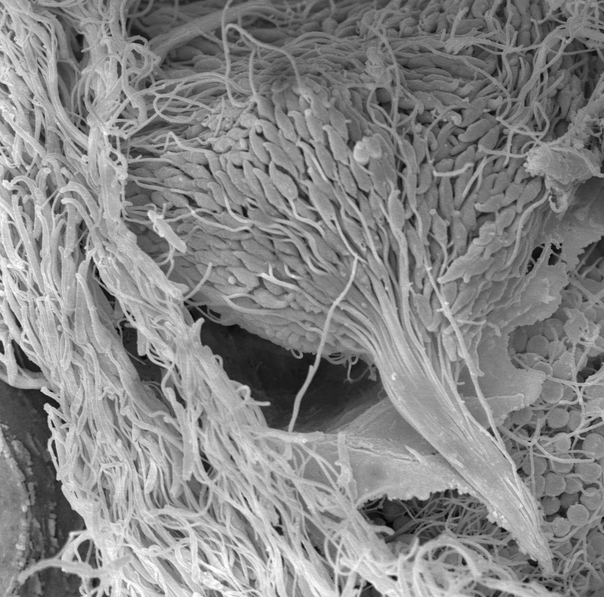 Biegunowy układ spermatyd w końcowej fazie spermiogenezy u Glandulocauda melanogenys