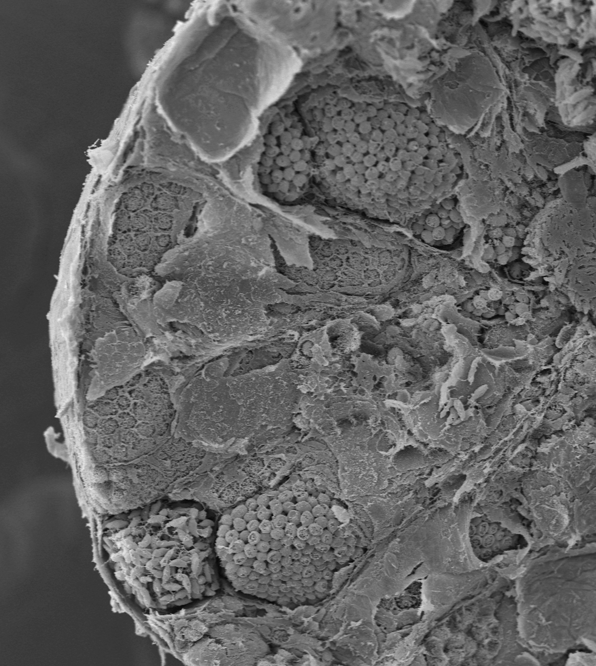 Rozłam fragmentu jądra kumaka górskiego Bombina variegata obrazujący cysty zawierające  komórki w różnych stadiach spermatogenezy