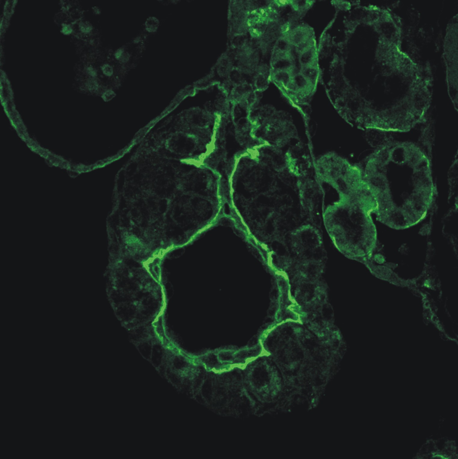 Lamininy w jajniku kijanki Rana dalmatina - immunofluorescencja