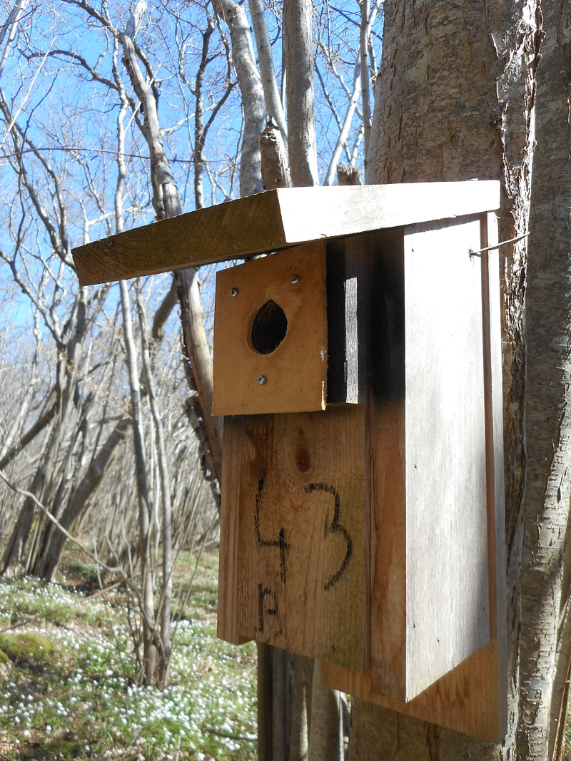 Typical nest-box