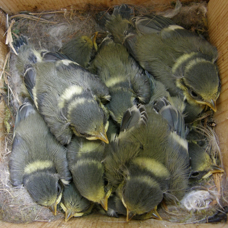 14 days old blue tits
