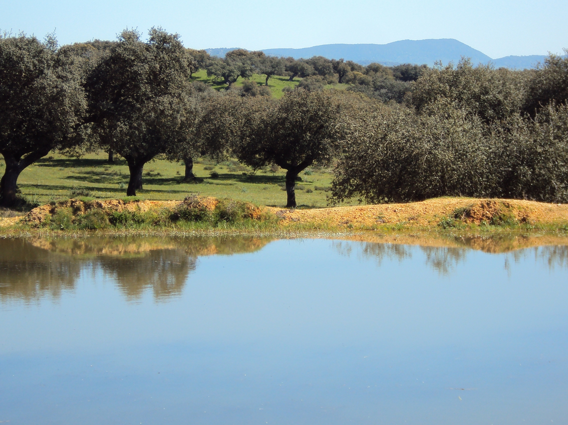 Pond in SW Spain – Typical habitat of freshwater turtles like Mauremys leprosa