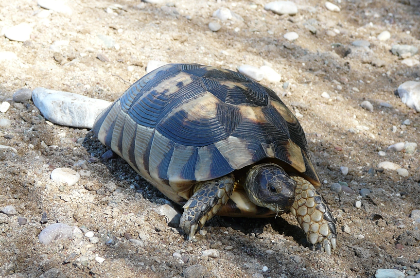 Żółw grecki