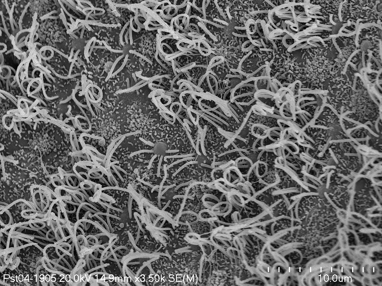 Fragment powierzchni blaszki węchowej z komórkami receptorowymi węchowymi pstrąga tęczowego