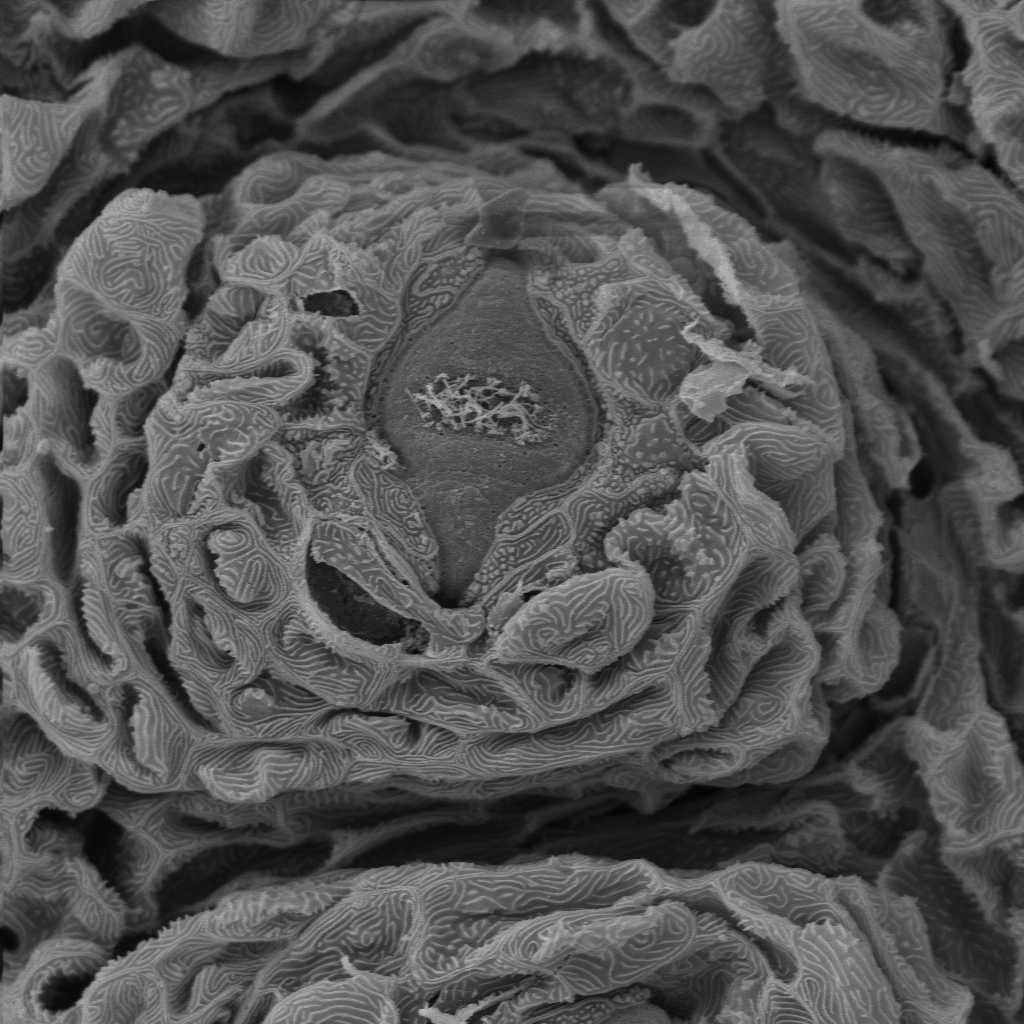 Neuromast powierzchniowy u babki szczupłej Neogobius fluviatilis